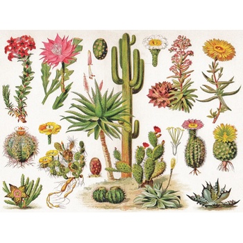 New York Puzzle Company - Puzzle Cacti - Cactus - 1 000 piese