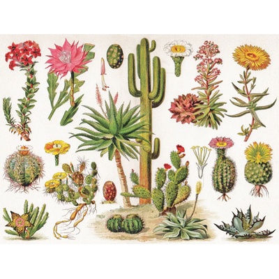 New York Puzzle Company - Puzzle Cacti - Cactus - 1 000 piese
