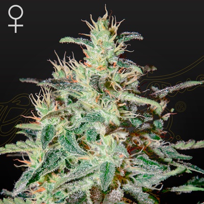Green House Seed White Lemon semienka neobsahujú THC 1 ks