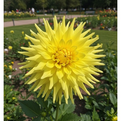 Jiřina 'Bilbao' 1 ks