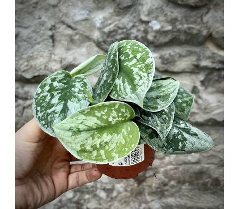 Scindapsus pictus Trebi