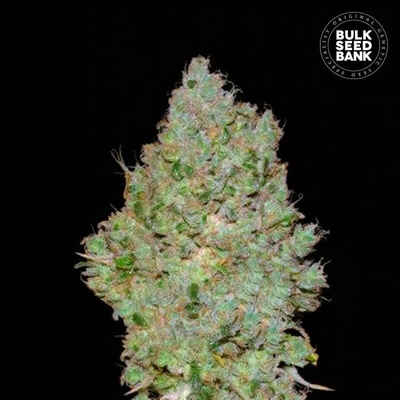 Bulk Seed Bank Jack Hair semena neobsahují THC 10 ks