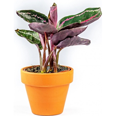 Gardners Calathea roseopicta Dotie, průměr 6-7 cm Kalatea