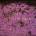 Mazzy Star - So Tonight That I Might See (CD) (77779825325)