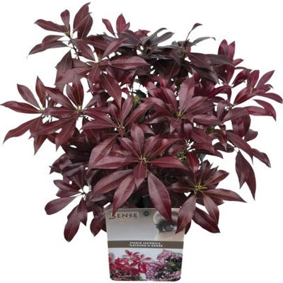 Pieris japonský FloraSelf Pieris japonica 'Katsura' výška 20-25 cm kvetináč 2 l
