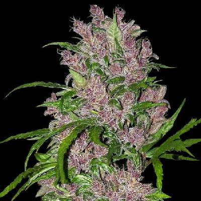 White Label Purple Bud Automatic semena neobsahují THC 5 ks