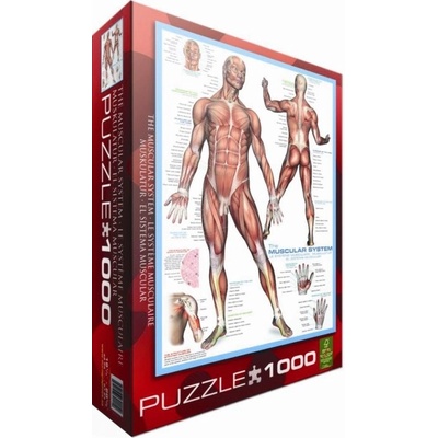 EuroGraphics Svalová soustava The Muscular System 1000 dílků