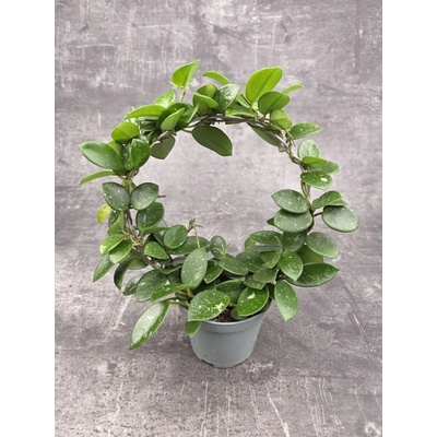 Hoya Mathilde na kruhu
