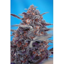 Sweet Seeds Devil Cream semena neobsahují THC 5 ks