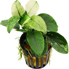 Anubias Nana Pinto