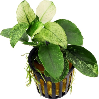 Anubias Nana Pinto