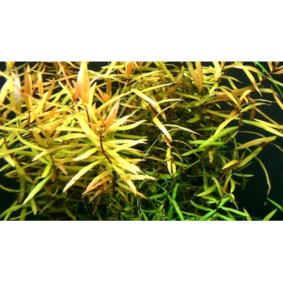 Ammania gracilis green