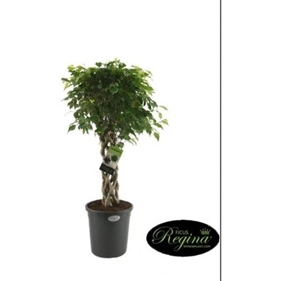 Ficus Benjamina Exotica 31x140 cm