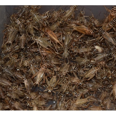 Cvrček banánový střední 1 dcl – Zbozi.Blesk.cz