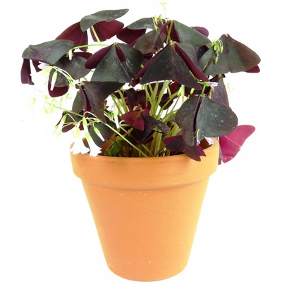 Gardners Oxalis Triangularis Sunny - purpurový, průměr 12 cm Šťavel purpurový, čtyřlístek – Zboží Dáma