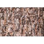DIMEX ART Флизелинов фототапет борова кора 375 x 250 см