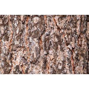 DIMEX ART Флизелинов фототапет борова кора 375 x 250 см