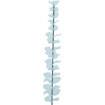 Eukalyptus čirý - křišťálový, 81 cm, 12 ks