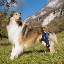 Balto ortéza na koleno pre psa s výstuhou Pravá XL