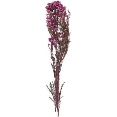 OZOTHAMNUS SUŠINA FIALOVÁ