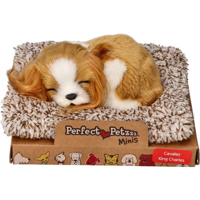 Spiaci šteniatko Cavalier King Charles