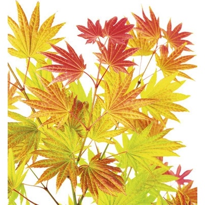 Javor dlanitolistý zlatý Acer palmatum 'Moonrise' výška 40-50 cm květináč 3 l