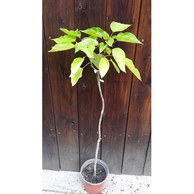 Katalpa bignóniovitá (Catalpa bignonioides) veľkosť 100-130cm