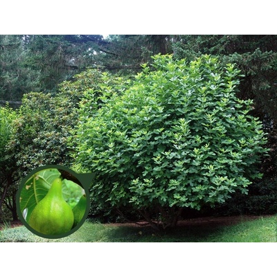 Figovník Desert King 30-40 cm, kont. 2 l
