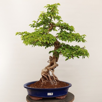 e-bonsai Venkovní bonsai -Carpinus Coreana - Habr korejský