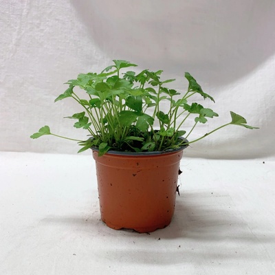Petržel hladká v květináči o průměru 9 cm, 1 ks