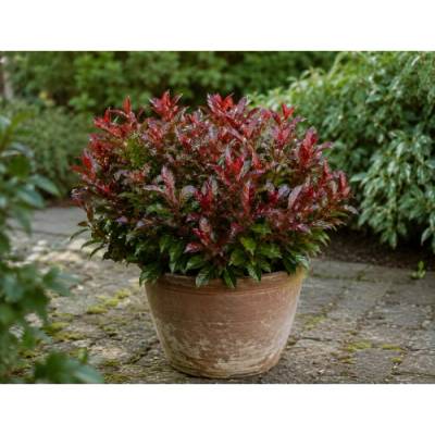 Leukote (Leucothoe axillaris) ´ZEBLID´ - výška 10-20 cm, kont. P17