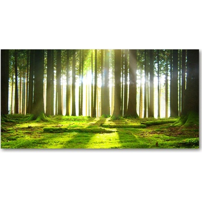 Foto obraz sklo tvrzené les slnko 100x50 cm
