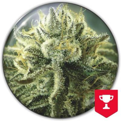 Medical Seeds Co. Canadian Kush 2.0 semena neobsahují THC 3 ks
