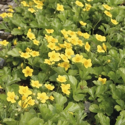Muchnička trojčetná FloraSelf Waldsteinia ternata cca 10 cm květináč 1 l