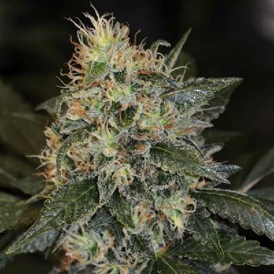 G13 Labs Seeds Skunk #1 semena neobsahují THC 5 ks