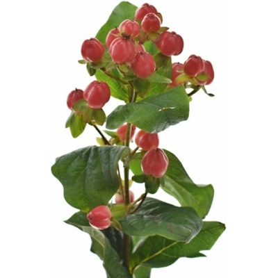 HYPERICUM MAGICAL TRIUMPH 70cm