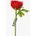 KS RANUNCULUS ČERV. 27CM