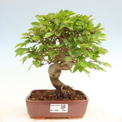 e-bonsai Venkovní bonsai -Carpinus coreana - Habr korejský