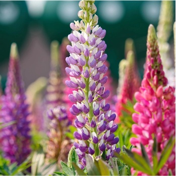 Vlčí bôb Hartwegov - Lupina Pixie Delight zmes farieb - Lupinus hartwegii - semená - 15 ks
