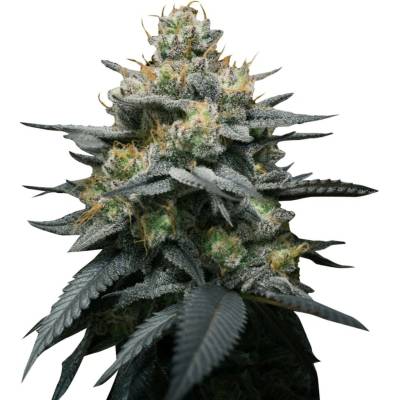 Super Strains Kush Mints Auto semena neobsahují THC 3 ks