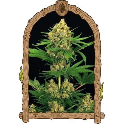 Exotic Seeds Tangerine Kush semena neobsahují THC 5 ks