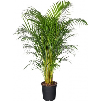 Areka, Areca lutescens, vysoká 160 - 190 cm, průměr květináče 27 cm