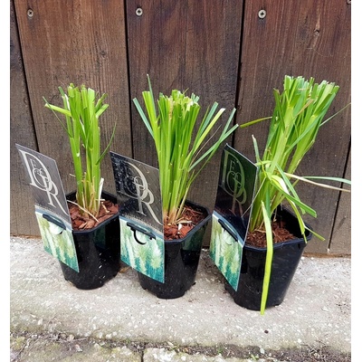 Kortadéria pampová Cortaderia selloana ´Pumila´