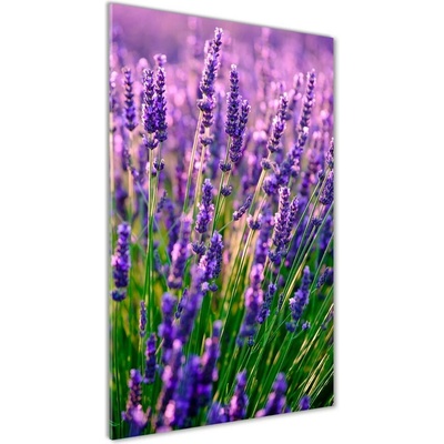 Vertikálny foto obraz sklenený Pole levanduľe 50x100 cm