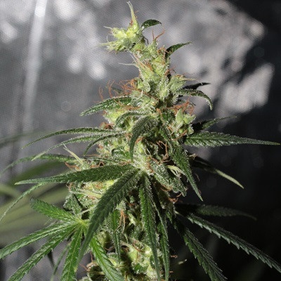 Ace Seeds Thai A5 Haze semienka neobsahujú THC 5 ks