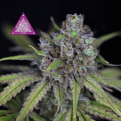 Seedsman Critical Purple Kush semienka neobsahujú THC 3 ks