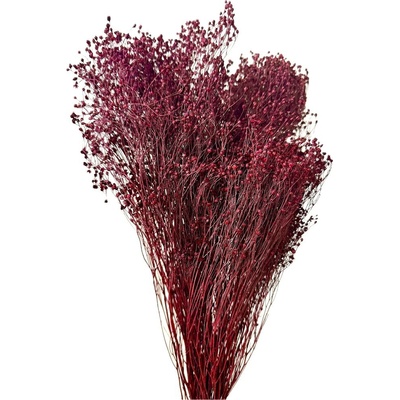Sušený Broom Bloom bordó, kytice/svazek 90g-95g