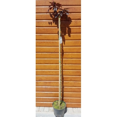 Buk lesný červený previsnutý (Fagus sylvatica ´purpurea pendula´) na kmieniku 160cm