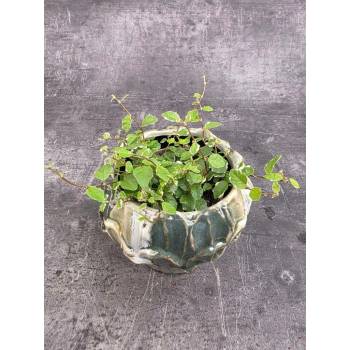 Ficus Pumilla