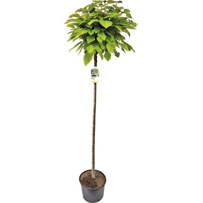 Katalpa bignóniovitá FloraSelf Catalpa bignonioides 'Nana' výška 180 cm kvetináč 20 l